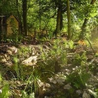 Woodland stream woodland stream