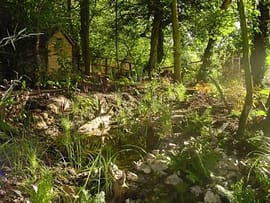 Woodland stream woodland stream
