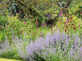 Abundant perennial planting perennial planting