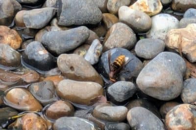 Hornet drinking from pebble shore Hornet attracted to wildlife pond