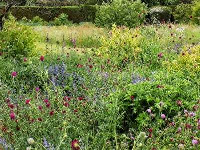 Pollinator friendly planting Planting for pollinators