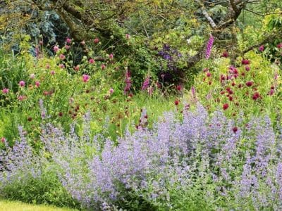 Abundant perennial planting perennial planting