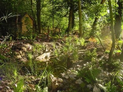 Woodland stream woodland stream