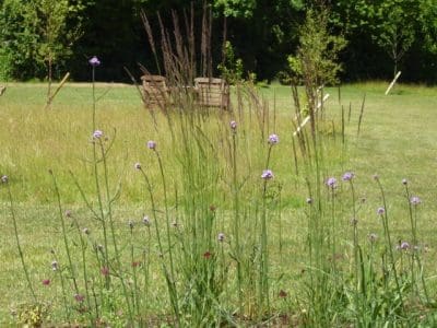 View across garden upright planting