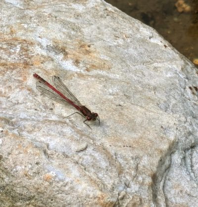 Damselfly Resting damselfly resting on shore