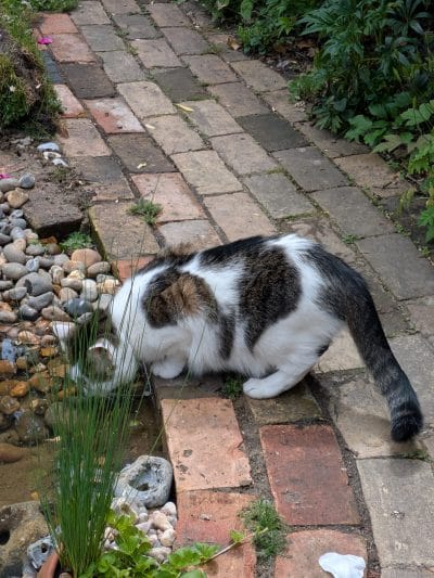 Cat Drinking From Pond Margins cat drinking from garden pond