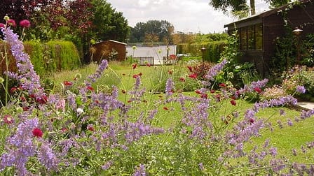 View To Broad Waterside garden