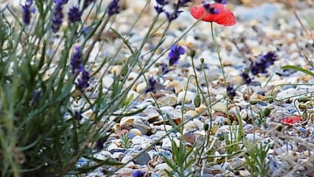 Seaside Garden coastal planting