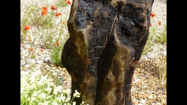 Driftwood post Driftwood post in coastal garden